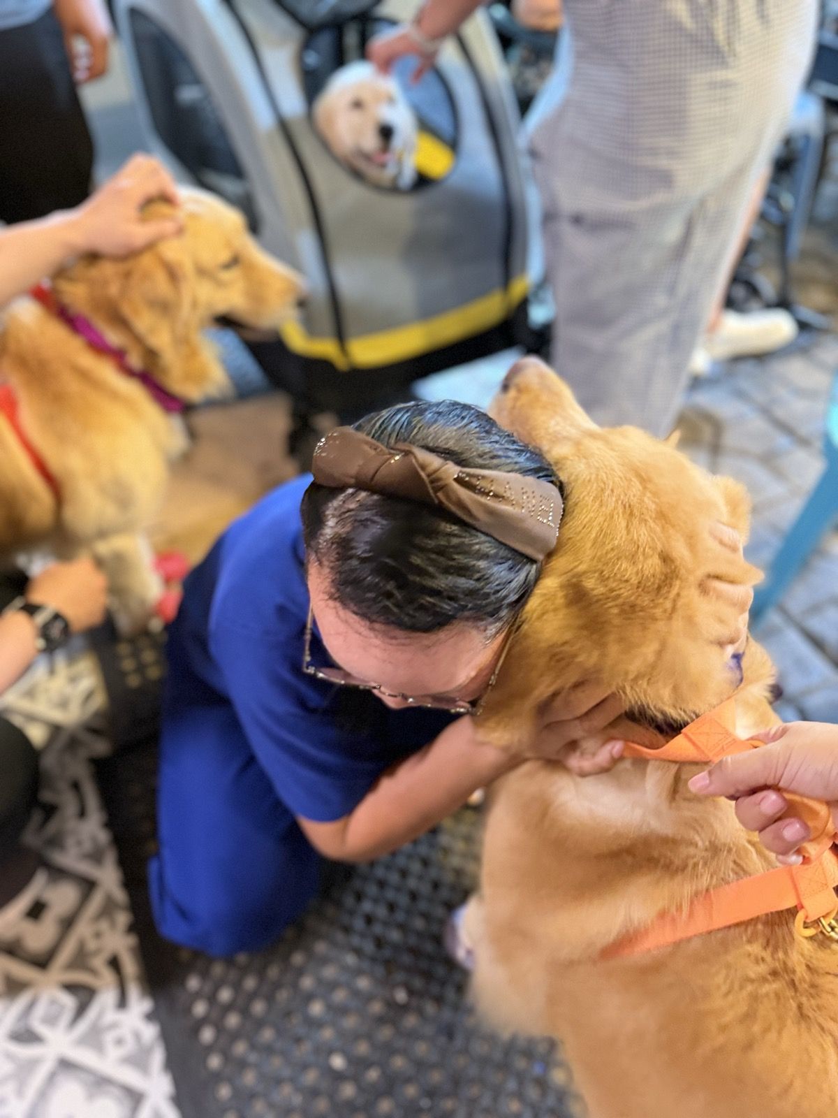 A volunteer kneeling to greet a golden retriever in an orange bandana during a care home visit