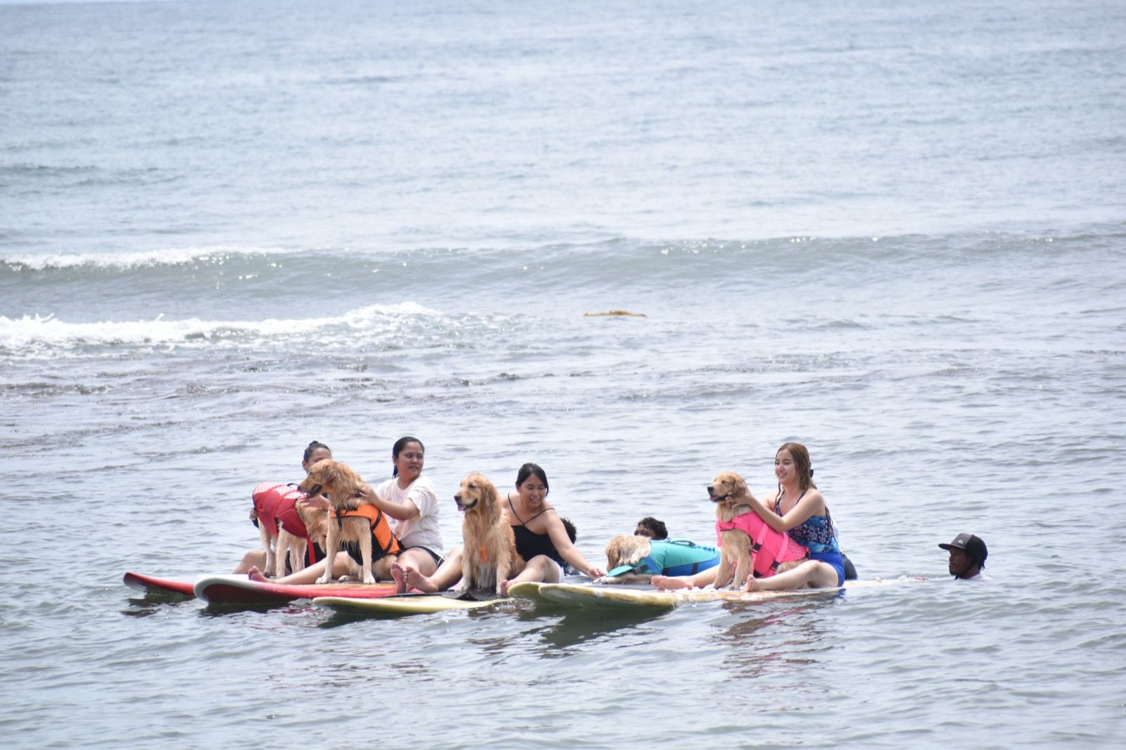 Members and their golden retrievers sharing paddleboards out in the surf