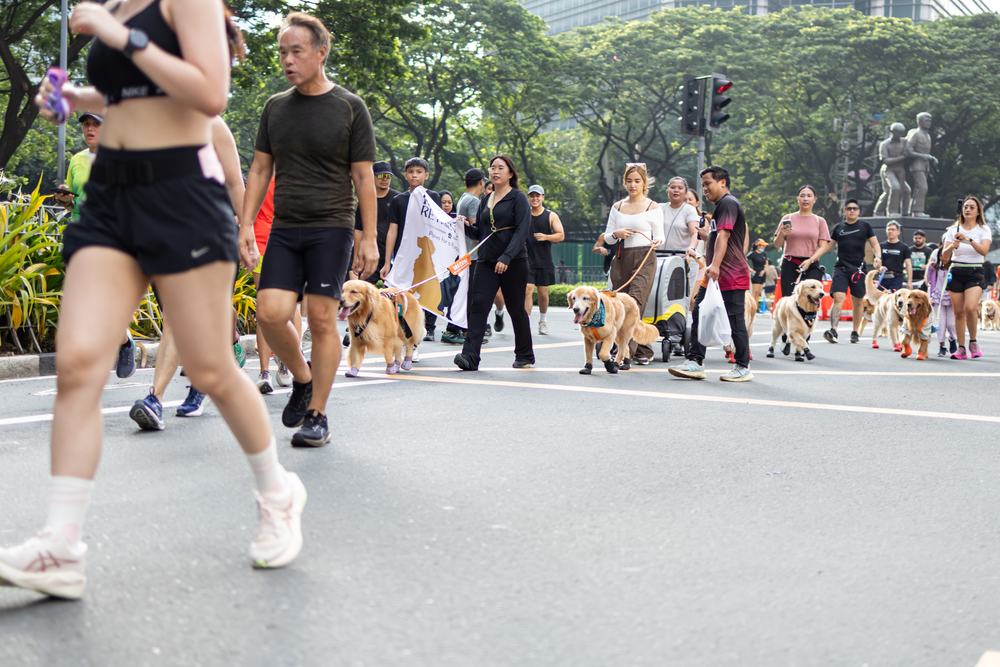 Walkers and their dogs filling the road at Ayala Avenue